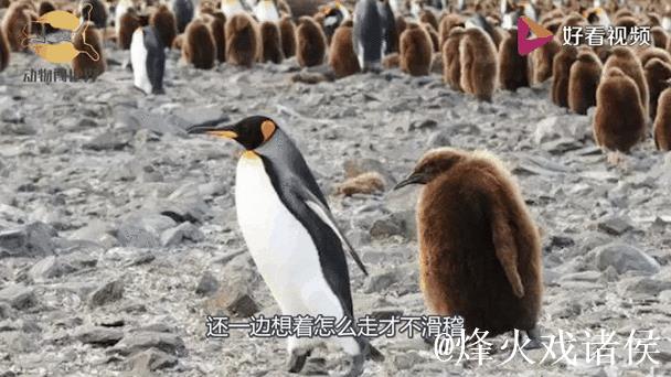 模仿企鹅步伐，稳健行走不摔跤